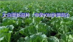 大白菜新品种：申荣K88快菜简介