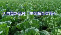 大白菜新品种：申荣黄金菜简介