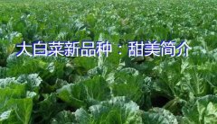 大白菜新品种：甜美简介