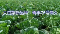 大白菜新品种：青丰75号简介