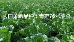大白菜新品种：青丰76号简介