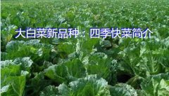 大白菜新品种：四季快菜简介
