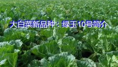 大白菜新品种：绿玉10号简介