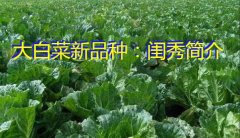 大白菜新品种：闺秀简介