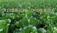 大白菜新品种：DHS秋美简介