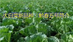 大白菜新品种：黔春五号简介