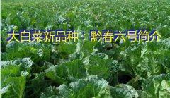 大白菜新品种：黔春六号简介