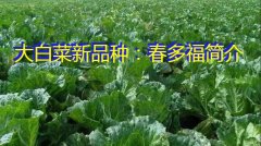 大白菜新品种：春多福简介