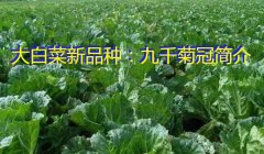 大白菜新品种：九千菊冠简介