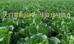 大白菜新品种：华夏19号简介