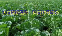 大白菜新品种：科白70号简介