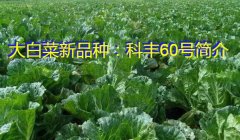 大白菜新品种：科丰60号简介