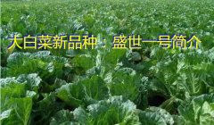 大白菜新品种：盛世一号简介
