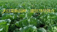 大白菜新品种：盛世78号简介