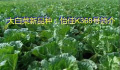 大白菜新品种：怡佳K368号简介