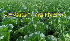 大白菜新品种：渝香下锅巴简介