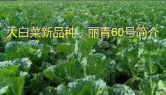 大白菜新品种：丽青60号简介