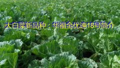 大白菜新品种：华福金优速18号简介