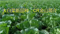 大白菜新品种：CR金山简介