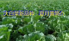 大白菜新品种：夏月黄简介
