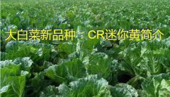 大白菜新品种：CR迷你黄简介