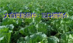 大白菜新品种：三口福简介