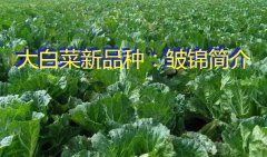 大白菜新品种：皱锦简介