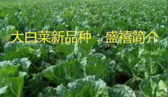 大白菜新品种：盛禧简介