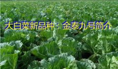 大白菜新品种：金泰九号简介