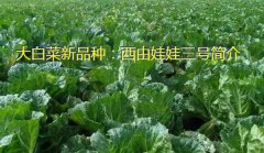 大白菜新品种：西由娃娃三号简介