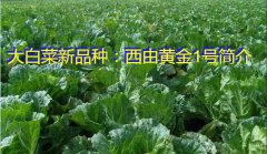 大白菜新品种：西由黄金1号简介