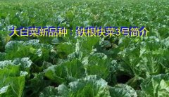 大白菜新品种：铁根快菜3号简介