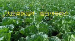 大白菜新品种：临白78号简介