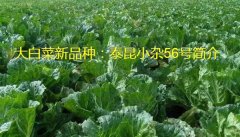 大白菜新品种：泰昆小杂56号简介