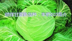 结球甘蓝新品种：丰桥203简介