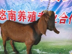 2020年12月15日大耳羊价格行情...