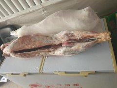 2020年12月15日白条羊价格行情...