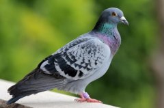 2020年12月20日信鸽价格行情、...