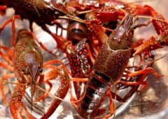 2020年12月21日清水小龙虾价格...