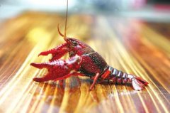 2020年12月21日克氏原螯虾价格...