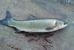 2020年12月21日草鱼价格行情、...