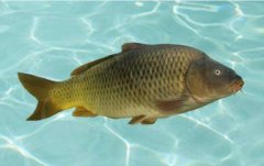 2020年12月21日鲤鱼价格行情、...