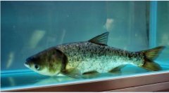 2020年12月21日花鲢价格行情、...