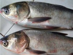 2020年12月22日白鲢价格行情、...