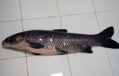 2020年12月22日青鱼价格行情、...