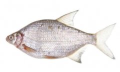 2020年12月22日武昌鱼价格行情...