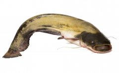 2020年12月22日鲶鱼价格行情、...