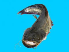 2020年12月22日大口鲶鱼价格行...