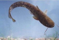 2020年12月22日土鲶鱼价格行情...