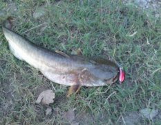 2020年12月22日塘虱鱼价格行情...